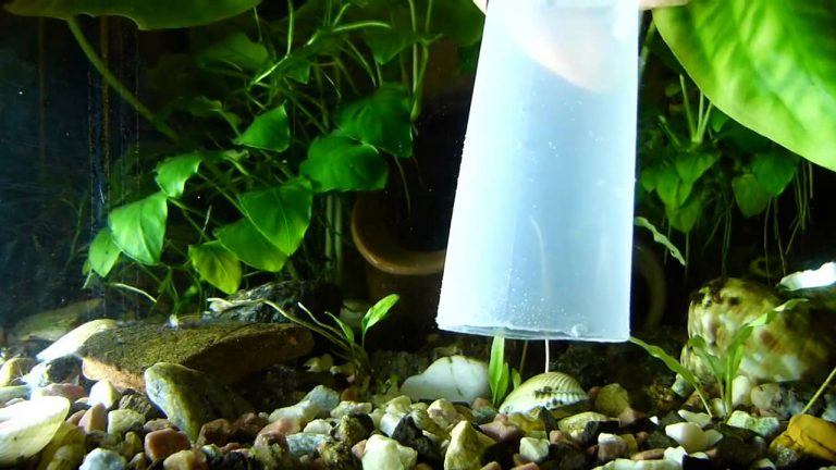 Как промыть грунт для аквариума с помощью сифона?